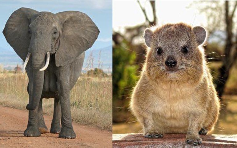 Conheça o daman, o parente mais improvável dos elefantes