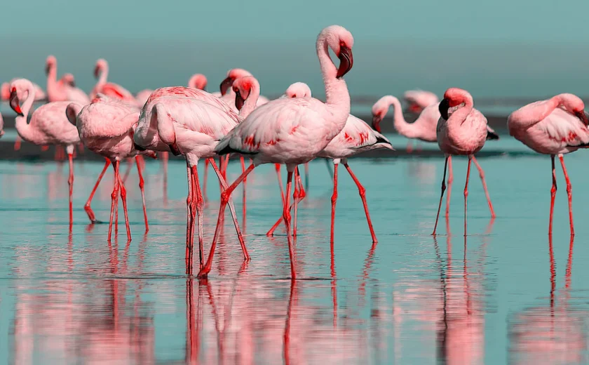 Mais de 30 flamingos foram mortos em colisão com aeronave na Índia