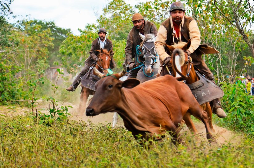 Exposição ‘Pega de Boi no Mato’ revela a beleza da tradição sertaneja no Mupa
