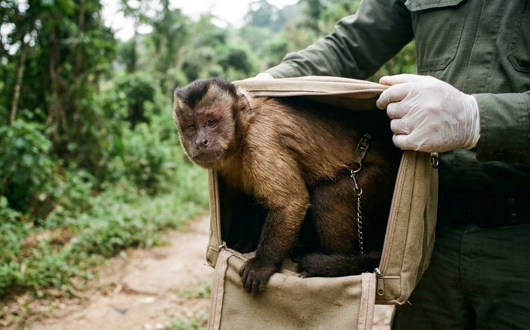 Macaco-prego é rasgatado de cativeiro em Santa Teresa