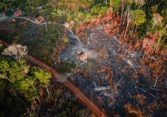 Juiz condena 3 desmatadores da Amazônia a reflorestar 150 hectares de terras devastadas