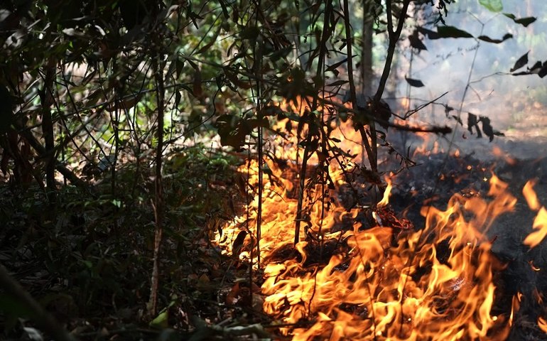 Fogo na Amazônia é em desmate, afirma Embrapa