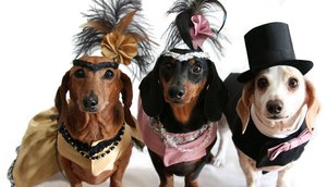 carnaval de cachorro