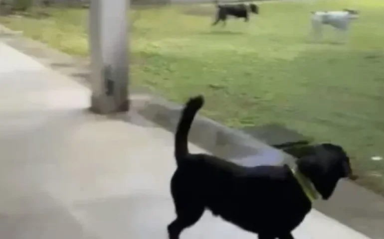 Ataques de cães suspendem aulas presenciais no curso de Direito da UFAL
