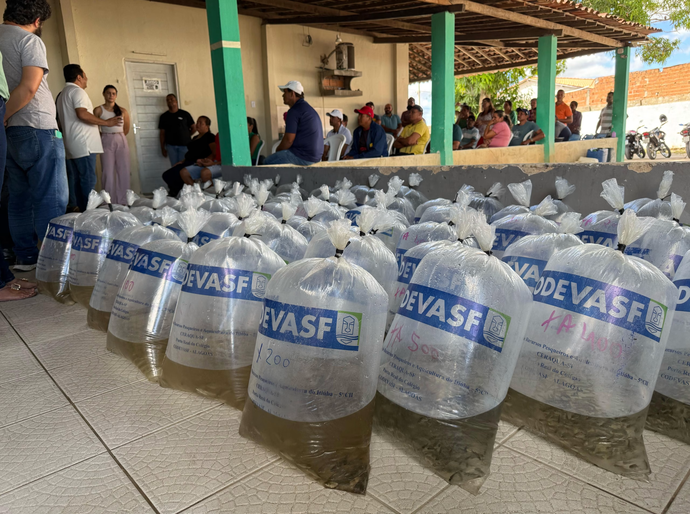 Criação de peixe em tanques escavados gera emprego e renda para agricultores penedenses