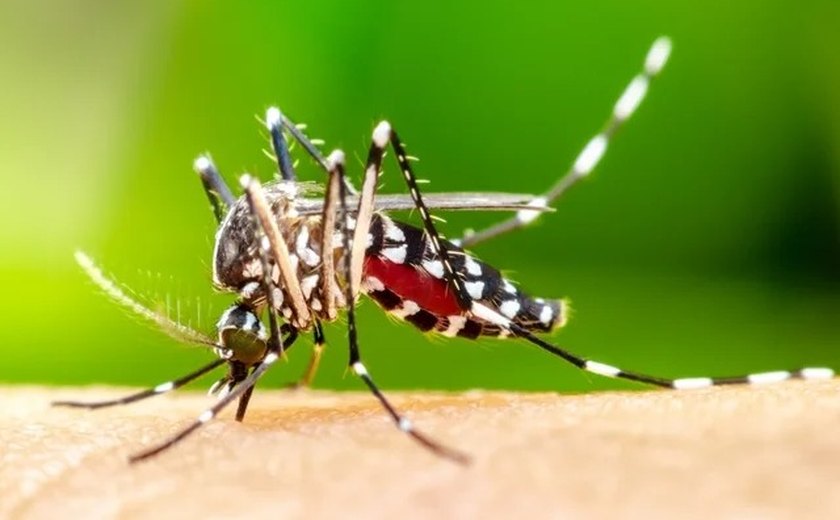 Mortes por dengue somam 105 na cidade de SP e 465 em todo o estado