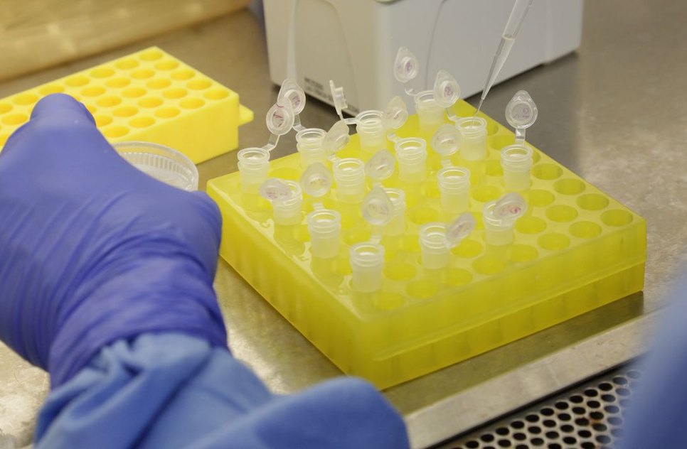 diagnostico_laboratorial_de_casos_suspeitos_do_novo_coronavirus_2801209411.jpg / Foto: Josué Damacena (IOC/Fiocruz)