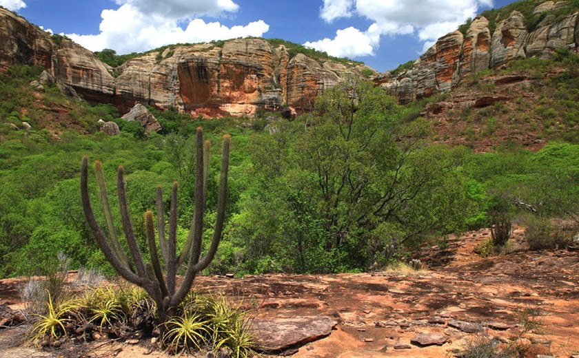 Aprovado projeto de proteção do bioma Caatinga em Alagoas