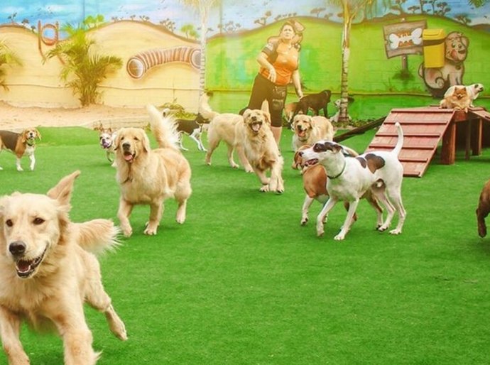 Férias: o que observar antes de deixar seu pet em um hotel ou creche e quais são os direitos do tutor