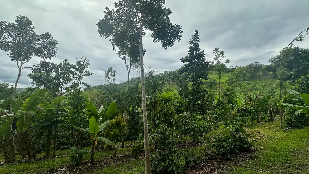 Agroflorestas florescem no Brasil: a produção aliada à preservação