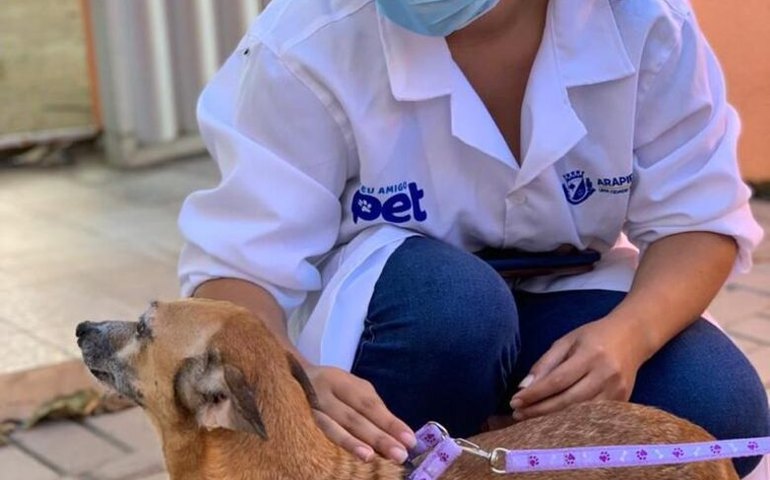 Meu Amigo Pet inicia castração de animais em abandono resgatados pelas protetoras