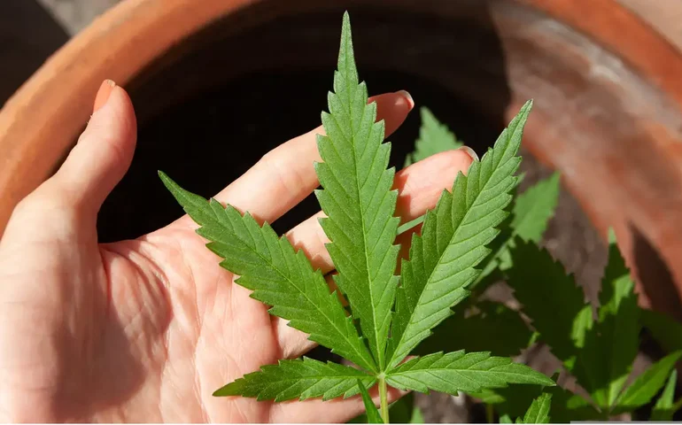 EUA devem anunciar reclassificação da maconha e reduzir restrições ao uso