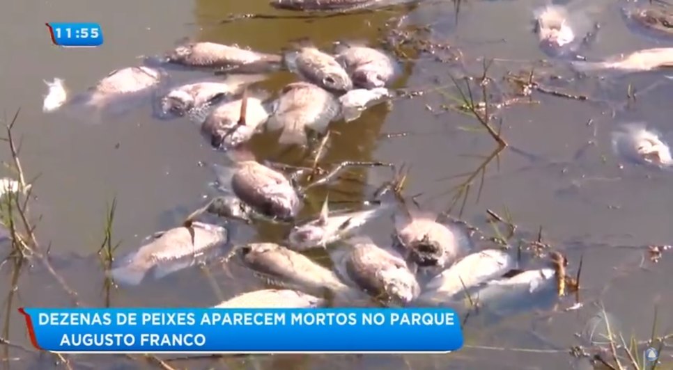 MORTANDADE PEIXES