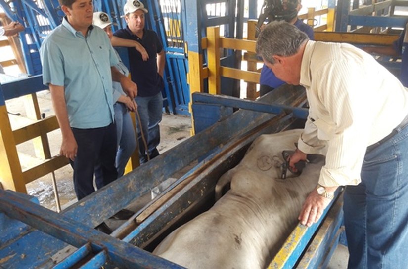 Adeal realiza vacinação assistida de rebanhos em União dos Palmares