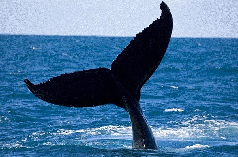 Projeto une turismo e preservação ambiental na Bahia