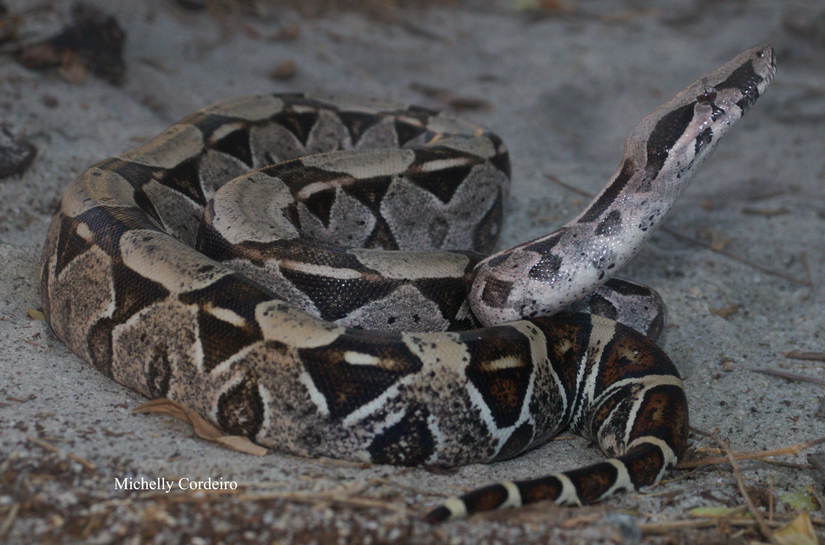 IMA alerta: como agir em caso de picadas de serpentes e o que fazer ao encontrar esses animais