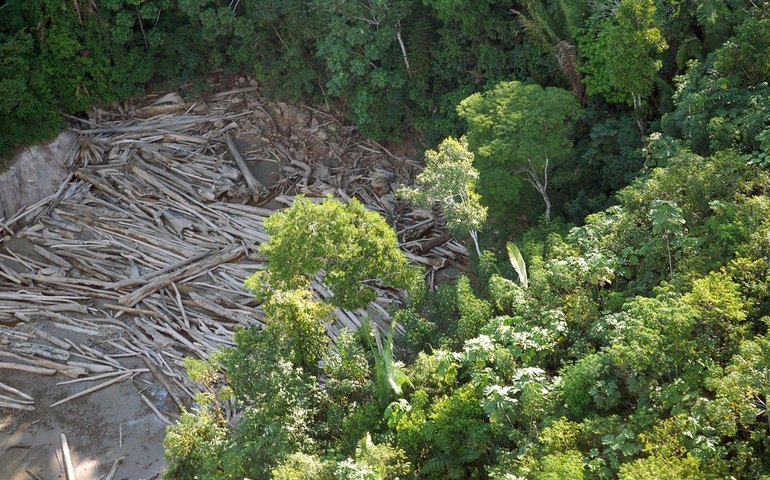 Três em cada quatro hectares desmatados têm indícios de ilegalidade