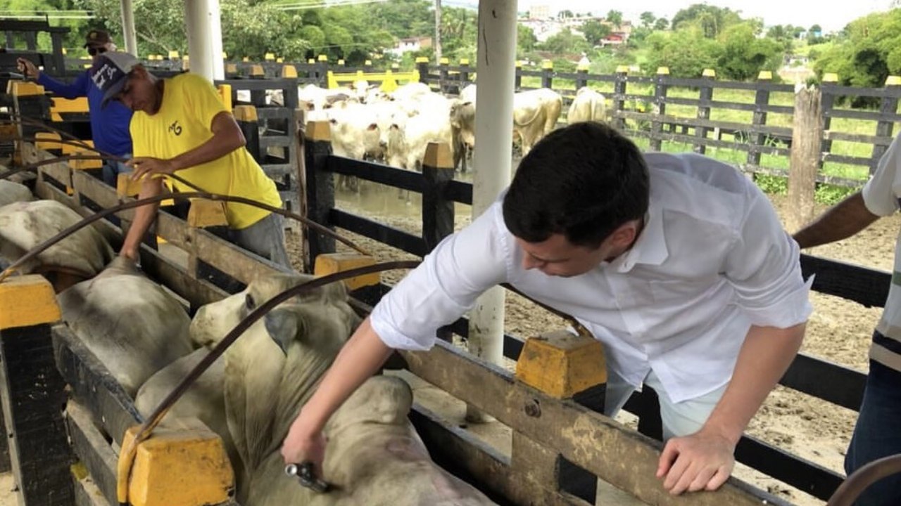 Campanha de vacinação contra a febre aftosa chega à reta final em Alagoas