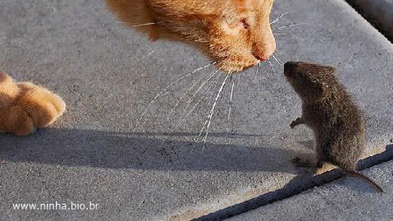 Estudo mostra que gatos não são tão eficientes no controle da população de ratos