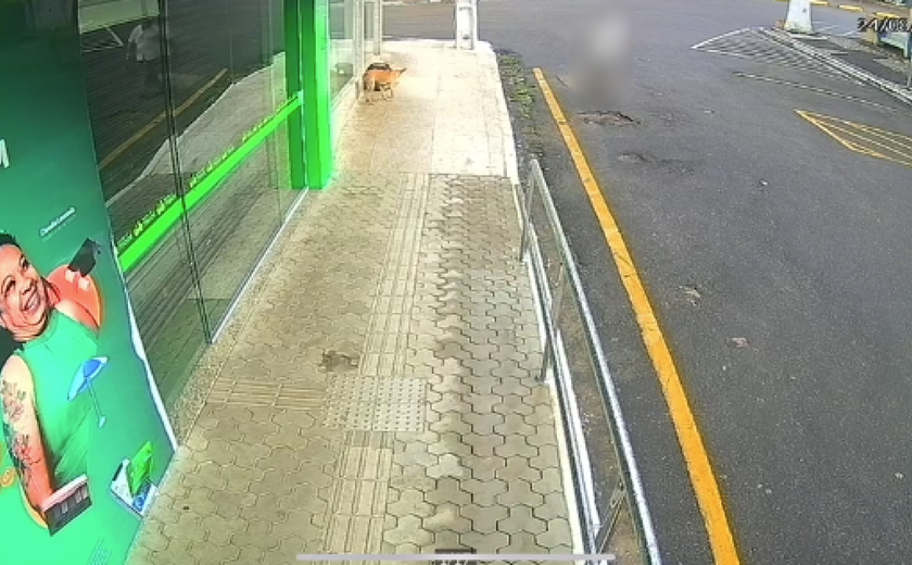 Idoso é preso por envenenar animais de rua em Palmeira dos Índios