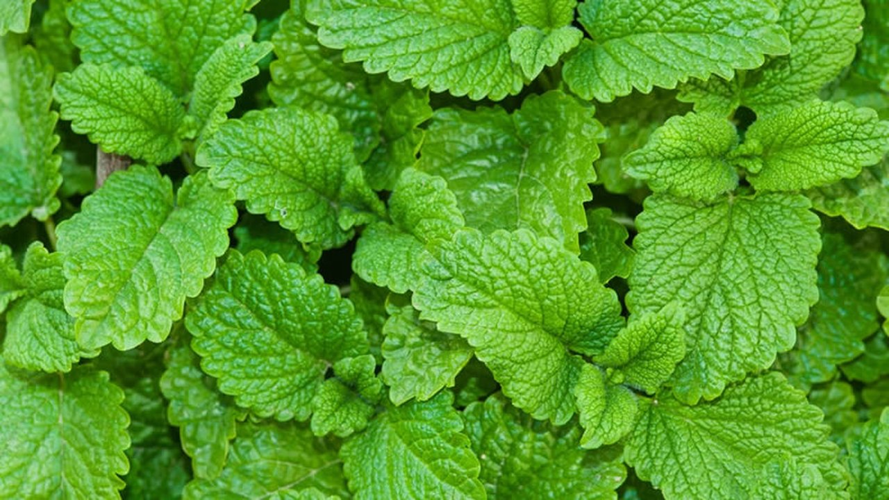 Uncisal e Ufal promovem evento online e gratuito sobre plantas medicinais
