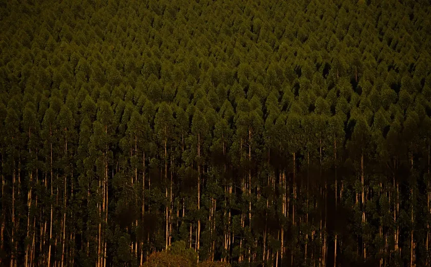 Câmara aprova regras menos rígidas para plantação de eucalipto