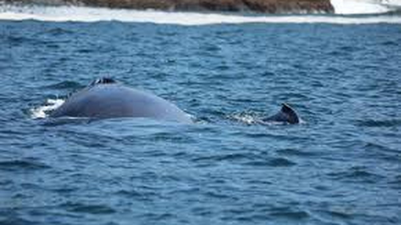 Orcas atacam e afundam veleiro no Estreito de Gibraltar 
