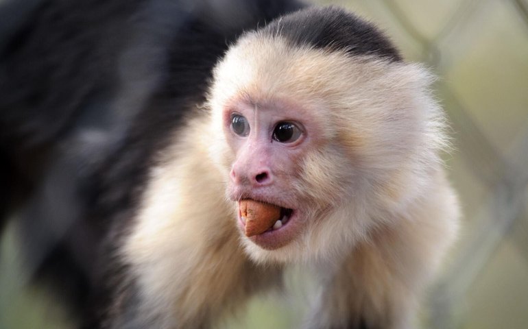 Espécie de macaco no Brasil atinge estágio de evolução da pedra lascada, atestam cientistas