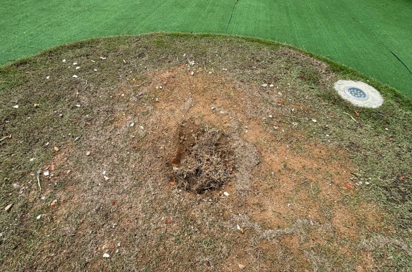 Muda de Ipê recém plantada no novo Mirante da Santa Amélia é furtada por populares