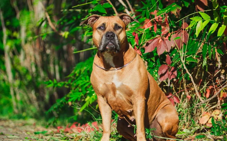 Criança de 5 anos morre após ataque de pitbull em Irajá, Zona Norte do Rio