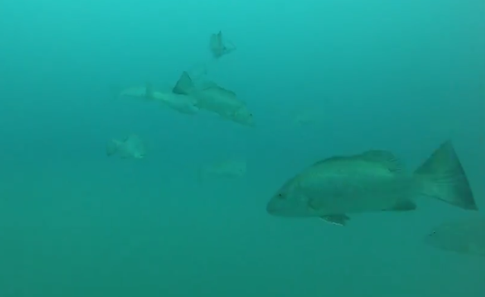 Cardume com cerca de 15 peixes mero, espécie ameaçada de extinção, registrado no litoral de Alagoas durante mergulho científico