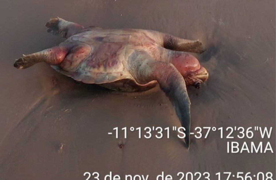 PF, Marinha e Ibama fazem patrulhamento marítimo para combater pesca predatória em SE