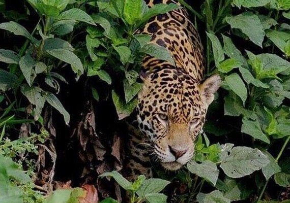 População de onças-pintadas no México se recupera e cresce 10% em 6 anos