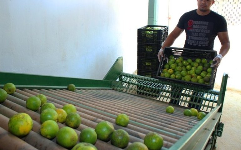 Murici ganha primeira unidade demonstrativa de banana e laranja