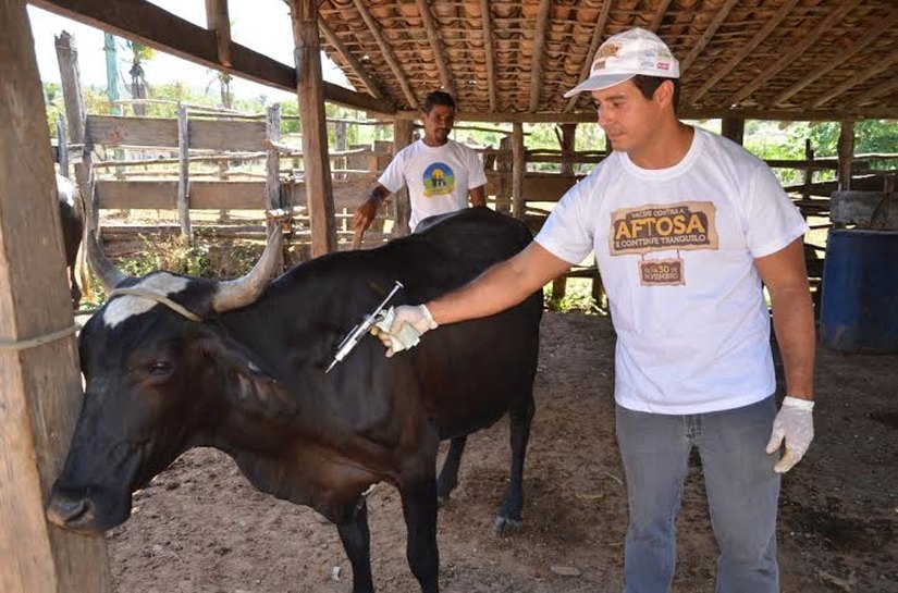 Mutirão de vacinação contra a febre aftosa ocorreu em São Miguel dos Campos