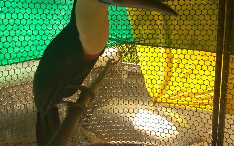 Tucanos são apreendidos na casa do bispo de  Penedo