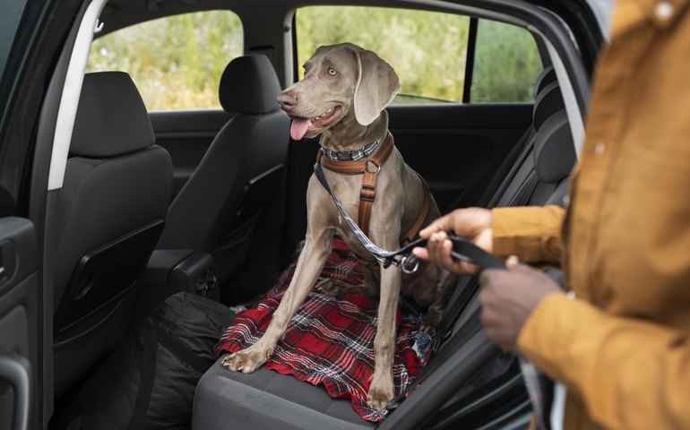 Petz passa a vender planos de saúde para animais na internet