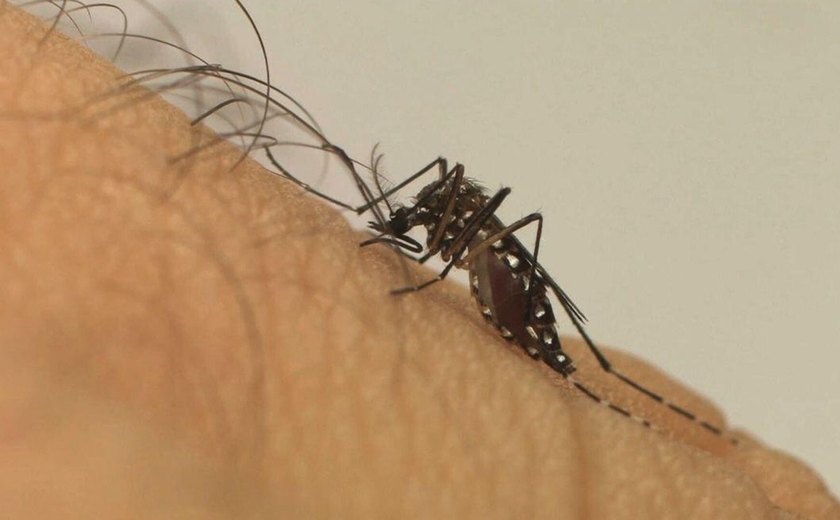 Brasil em alerta: dengue deixa mil mortos e 1,3 milhão infectados