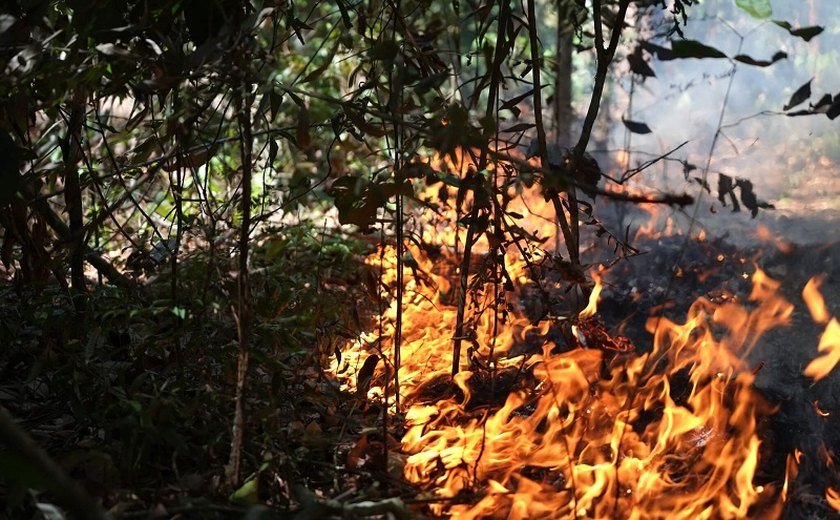 Fogo na Amazônia é em desmate, afirma Embrapa