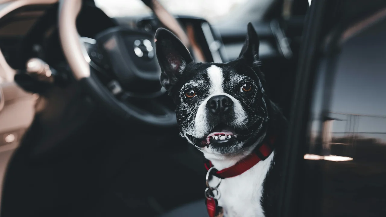 Quando a mala inclui quatro patas: viagens de fim de ano com pets pedem planejamento