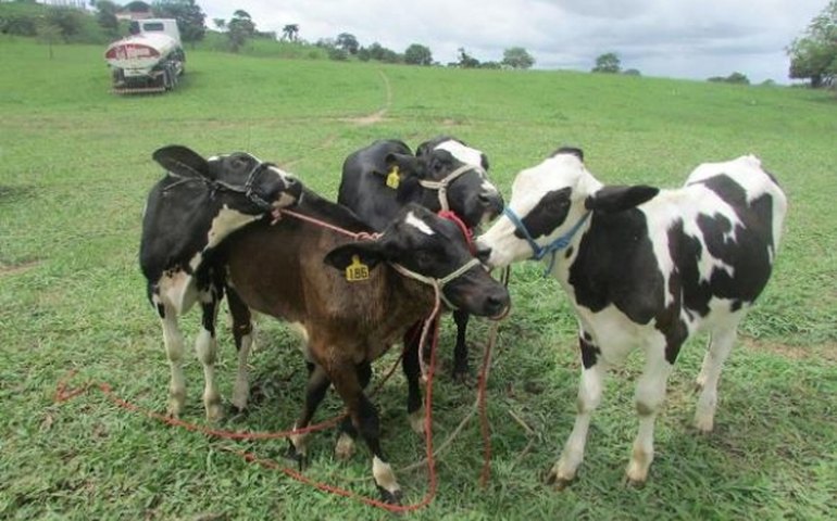 Vacinação contra Febre Aftosa começa em novembro