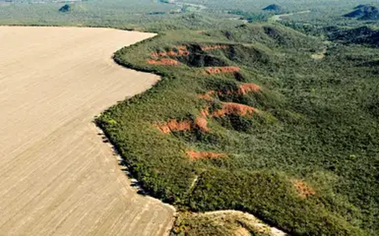 Meio ambiente: estudo comprova viabilidade financeira de sistemas agroflorestais no Cerrado