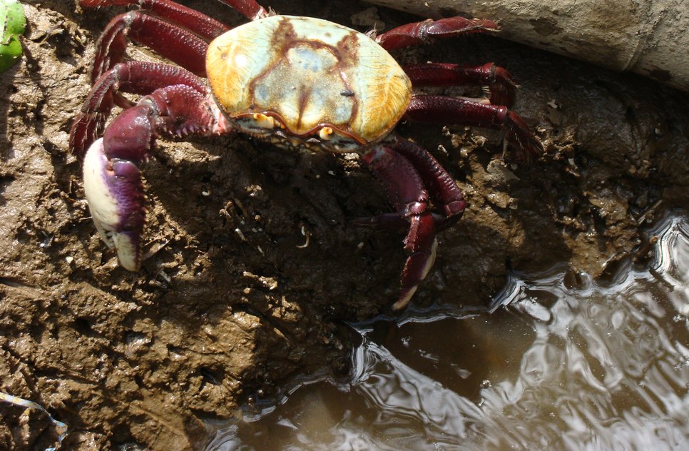 Caranguejo-uçá / Foto:  Acervo ICMBio