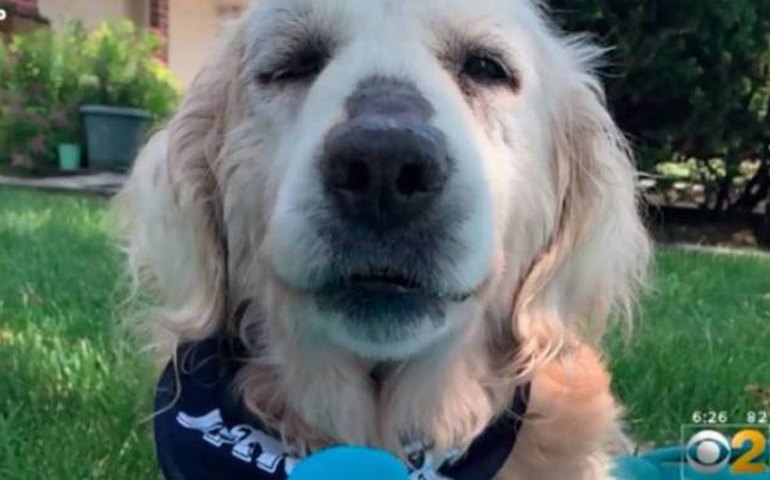 Após ser abandonado nos EUA, cão com câncer terminal ganha lista de desejos