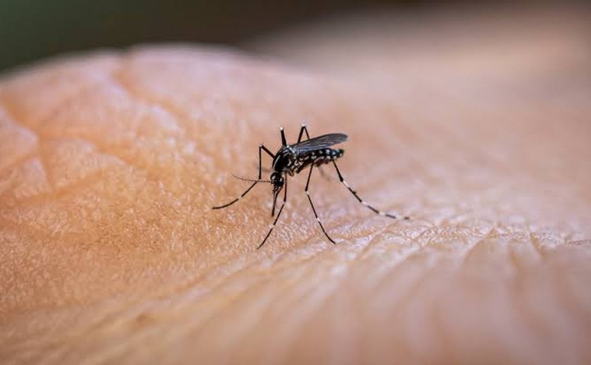 Sesau confirma mais de 4.200 casos de dengue em AL