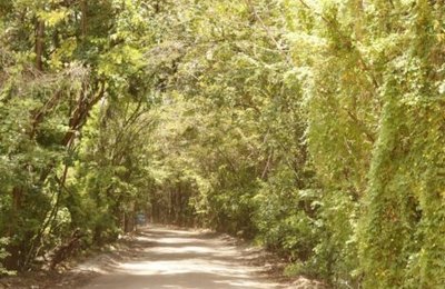 Túnel Verde é lindo atrativo turístico de Porto de Pedras