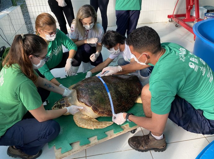 Parceria entre IMA e Biota resulta na soltura de tartaruga marinha em Guaxuma