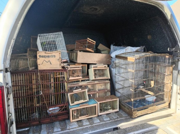 Protetor dos Biomas: PM apreende 442 animais silvestres em Alagoas