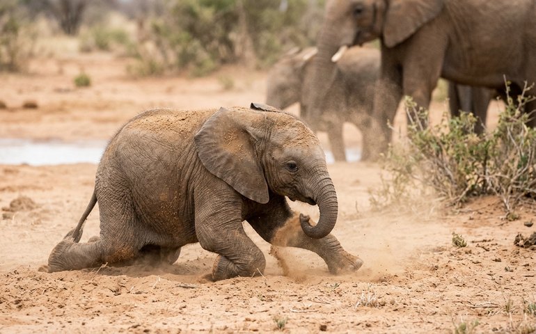 Bebê elefante tenta se banhar na areia e conquista a web com tentativa fofa