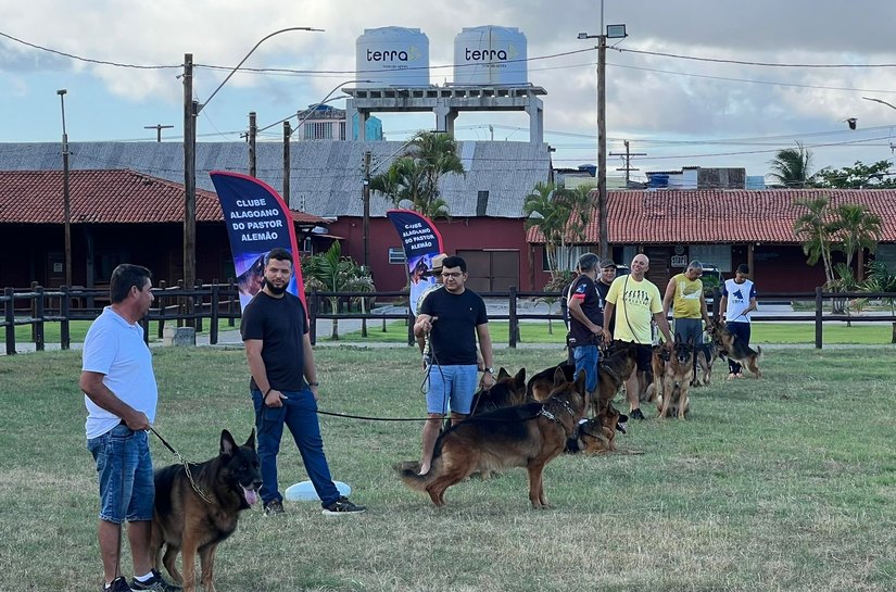 Encontro de Pastor Alemão reúne os melhores cães da raça neste sábado em Maceió